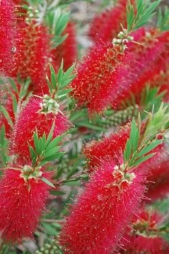 Red Cluster Bottlebrush Tree - 7 Gallon Pot -Green Haven Shop Bottlebrush Red Cluster 500x750 1