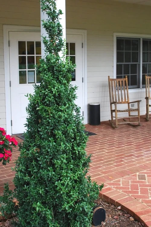 Dee Runk Columnar Boxwood - 1 Gallon Pot 1 Dee Runk Columnar Boxwood - 1 Gallon Pot