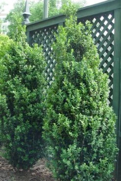 Dee Runk Columnar Boxwood - 3 Gallon Pot -Green Haven Shop Boxwood Dee Runk 2 500x750 2