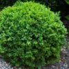 Dwarf English Boxwood - 6 Pack Of 1 Gallon Pots