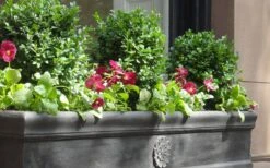 Dwarf English Boxwood - 2 Gallon Pot -Green Haven Shop Boxwood Dwarf English 2