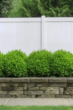 Dwarf English Boxwood - 1 Gallon Pot -Green Haven Shop Boxwood Dwarf English 3 1