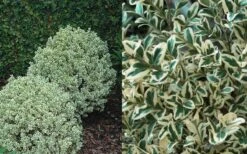 Dwarf Variegated Boxwood - 2 Gallon Pot -Green Haven Shop Boxwood Dwarf Variegated 50