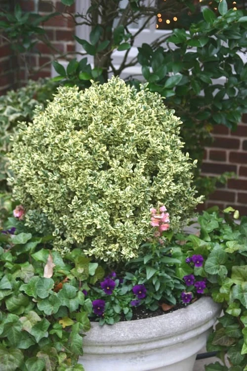 Dwarf Variegated Boxwood - 1 Gallon Pot 1 Dwarf Variegated Boxwood - 1 Gallon Pot