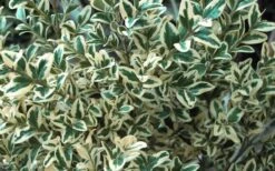 Dwarf Variegated Boxwood - 1 Gallon Pot 11 Dwarf Variegated Boxwood - 1 Gallon Pot -Green Haven Shop Boxwood Dwarf Variegated 51 2