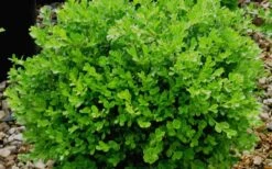 Franklins Gem Dwarf Boxwood - 6 Pack Of 1 Gallon Pots -Green Haven Shop Boxwood Franklins Gem 2
