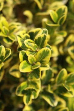 Golden Triumph Variegated Dwarf Boxwood - 6 Pack Of 1 Gallon Pots -Green Haven Shop Boxwood Golden Triumph 3