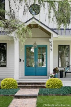 Golden Triumph Variegated Dwarf Boxwood - 6 Pack Of 1 Gallon Pots -Green Haven Shop Boxwood Golden Triumph 7