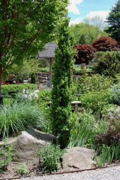 Graham Blandy Columnar Boxwood - 1 Gallon Pot -Green Haven Shop Boxwood Graham Blandy 2 4