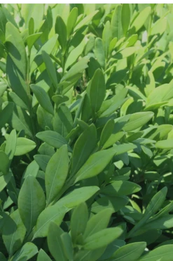 Green Mountain Boxwood - 2 Gallon Pot -Green Haven Shop Boxwood Green Mountain 12 2