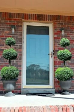 Common Boxwood 3-Ball Poodle Tier Topiary (Buxus Sempervirens) - 5 Gallon Pot -Green Haven Shop Boxwood Green Mountain 3 Ball Poodle Tier 3