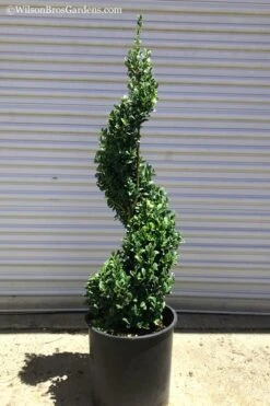 Common Boxwood Spiral Topiary - 5 Gallon Pot 7 Common Boxwood Spiral Topiary - 5 Gallon Pot -Green Haven Shop Boxwood Green Mountain Spiral 1 1
