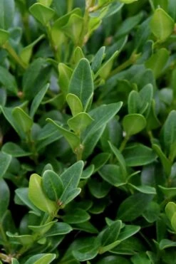 Green Velvet Boxwood - 1 Gallon Pot -Green Haven Shop Boxwood Green Velvet 1
