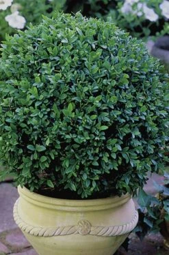 Green Velvet Boxwood - 1 Gallon Pot -Green Haven Shop Boxwood Green Velvet 3