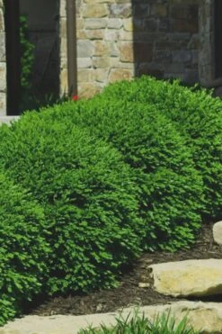 Green Velvet Boxwood - 6 Pack Of 1 Gallon Pots -Green Haven Shop Boxwood Green Velvet 7 2