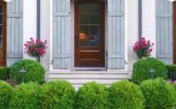 Japanese Boxwood (Buxus Microphylla) - 7 Gallon Pot -Green Haven Shop Boxwood Japanese Entryway 1