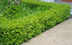 Japanese Boxwood - Buxus Microphylla - 1 Gallon Pot -Green Haven Shop Boxwood Japanese Hedge 2 3