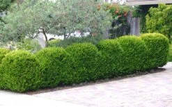 Japanese Boxwood - Buxus Microphylla - 6 Pack Of 1 Gallon Pots -Green Haven Shop Boxwood Japanese Hedge 3