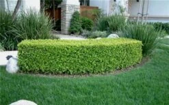 Japanese Boxwood - Buxus Microphylla - 1 Gallon Pot -Green Haven Shop Boxwood Japanese Hedge 5