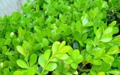 Japanese Boxwood - Buxus Microphylla - 6 Pack Of 1 Gallon Pots -Green Haven Shop Boxwood Japanese Leaves Closeup
