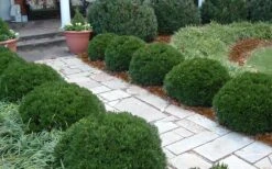 Justin Brouwers Dwarf Boxwood - 6 Pack Of 1 Gallon Pots -Green Haven Shop Boxwood Justin Brouwers In Landscape 1