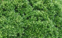 Justin Brouwers Dwarf Boxwood - 6 Pack Of 1 Gallon Pots -Green Haven Shop Boxwood Justin Brouwers Leaves 1