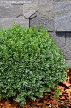 Korean Dwarf Boxwood - Buxus Sinica Var. Insularis 'Nana' - 1 Gallon Pot 11 Korean Dwarf Boxwood - Buxus Sinica Var. Insularis 'Nana' - 1 Gallon Pot -Green Haven Shop Boxwood Korean Dwarf Insularis Nana 1 1