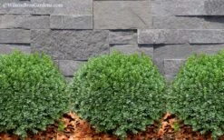 Korean Dwarf Boxwood - Buxus Sinica Var. Insularis 'Nana' - 6 Pack Of 1 Gallon Pots -Green Haven Shop Boxwood Korean Dwarf Insularis Nana 2