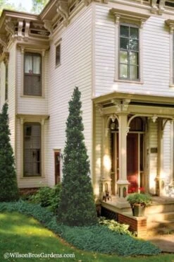 Pyramid Boxwood (Buxus Sempervirens 'Pyramidalis) - 1 Gallon Pot -Green Haven Shop Boxwood Pyramidalis 11