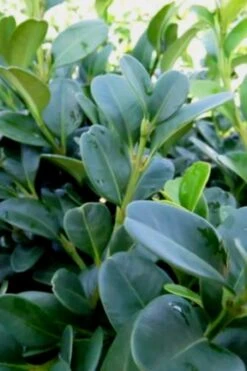 Shadow Sentry Pyramidal Boxwood - 3 Gallon Pot -Green Haven Shop Boxwood Shadow Sentry 1