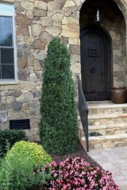 Shadow Sentry Pyramidal Boxwood - 3 Gallon Pot -Green Haven Shop Boxwood Shadow Sentry 3