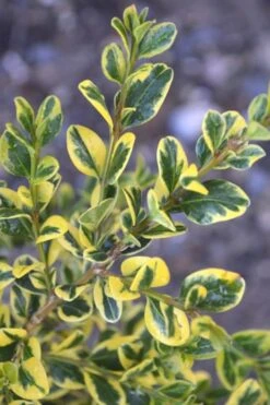 Sunburst Variegated Korean Boxwood - 1 Gallon Pot -Green Haven Shop Boxwood Sunburst