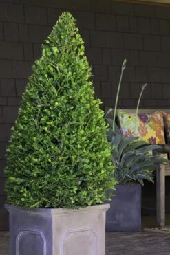 Wintergreen Boxwood - 3 Gallon Pot -Green Haven Shop Boxwood Wintergreen 11 2