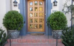 Wintergreen Boxwood - 6 Pack Of 1 Gallon Pots 10 Wintergreen Boxwood - 6 Pack Of 1 Gallon Pots -Green Haven Shop Boxwood Wintergreen 12