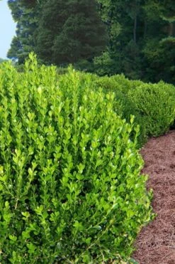 Wintergreen Boxwood - 3 Gallon Pot -Green Haven Shop Boxwood Wintergreen 500x750 3