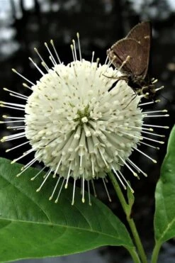 Buttonbush (Cephalanthus Occidentalis) - 1 Gallon Pot 8 Buttonbush (Cephalanthus Occidentalis) - 1 Gallon Pot -Green Haven Shop Buttonbush 3