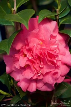 Ack-Scent Fragrant Pink Camellia Japonica - 1 Gallon Pot -Green Haven Shop Camellia Ack Scent JW 3