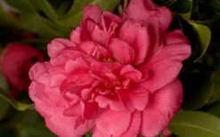 Alabama Beauty Camellia Sasanqua - 2 Gallon Pot 7 Alabama Beauty Camellia Sasanqua - 2 Gallon Pot -Green Haven Shop Camellia Alabama Beauty 50 2