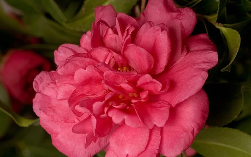 Alabama Beauty Camellia Sasanqua - 2 Gallon Pot 4 Alabama Beauty Camellia Sasanqua - 2 Gallon Pot - Image 4