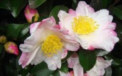 Apple Blossom Camellia Sasanqua - 1 Gallon Pot -Green Haven Shop Camellia Apple Blossom 1