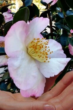 Apple Blossom Camellia Sasanqua - 1 Gallon Pot -Green Haven Shop Camellia Apple Blossom 6