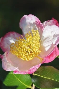 Apple Blossom Camellia Sasanqua - 1 Gallon Pot -Green Haven Shop Camellia Apple Blossom 7