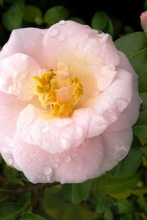 April Blush Cold Hardy Pink Camellia - 3 Gallon Pot 1 April Blush Cold Hardy Pink Camellia - 3 Gallon Pot