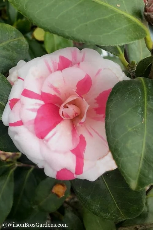 April Dawn Cold Hardy Camellia Japonica - 5 Gallon Pot 7 April Dawn Cold Hardy Camellia Japonica - 5 Gallon Pot - Image 7