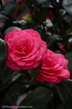 April Dawn Cold Hardy Camellia Japonica - 5 Gallon Pot 12 April Dawn Cold Hardy Camellia Japonica - 5 Gallon Pot -Green Haven Shop Camellia April Dawn 20