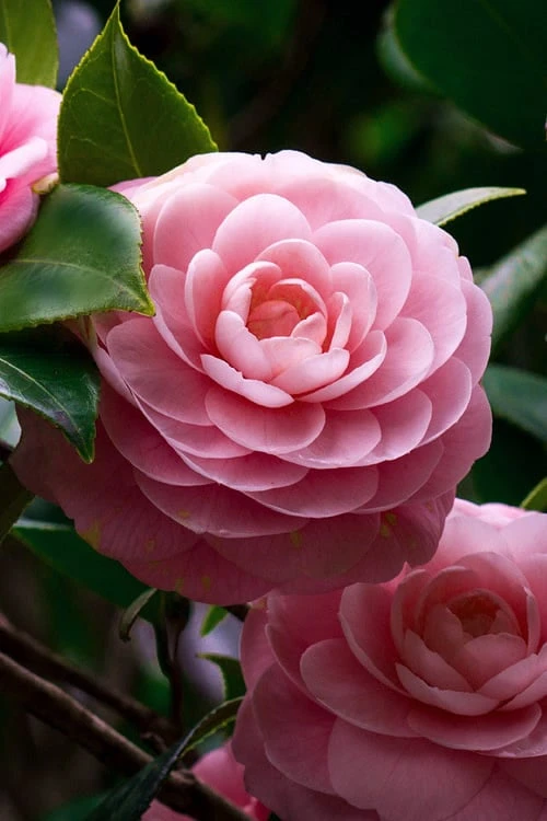 April Pink Cold Hardy Camellia Japonica - 3 Gallon Pot 1 April Pink Cold Hardy Camellia Japonica - 3 Gallon Pot