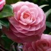 April Pink Cold Hardy Camellia Japonica - 1 Gallon Pot