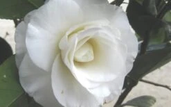 April Snow Camellia Japonica - 3 Gallon Pot -Green Haven Shop Camellia April Snow 1 1