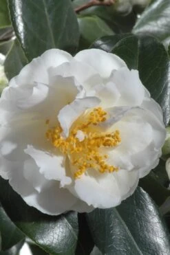 April Snow Camellia Japonica - 1 Gallon Pot -Green Haven Shop Camellia April Snow 13
