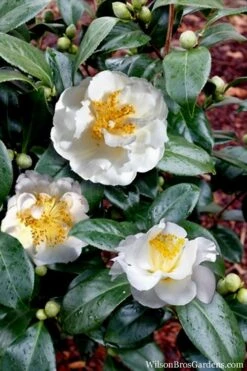April Snow Camellia Japonica - 1 Gallon Pot -Green Haven Shop Camellia April Snow 14